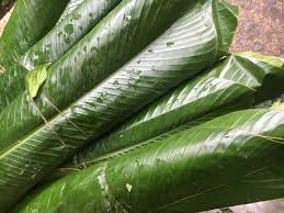 Moi Moi Leaf